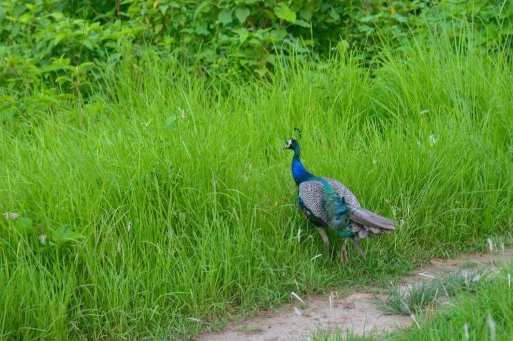 Hotel Greenland Safari Sauraha Exterior photo
